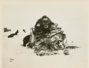 Image: Musk-ox meat
